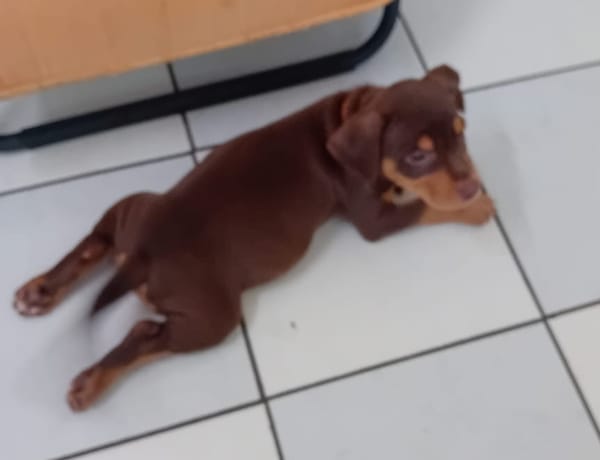 ISKA, chiot femelle Berger Créole