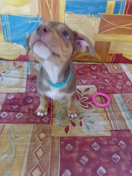 RYKER, CHIOT MÂLE BERGER CRÉOLE