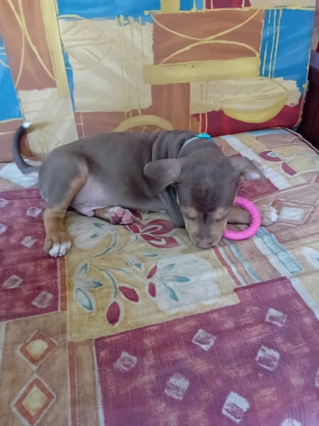 RYKER, CHIOT MÂLE BERGER CRÉOLE