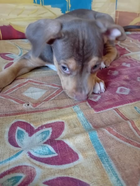 RYKER, CHIOT MÂLE BERGER CRÉOLE