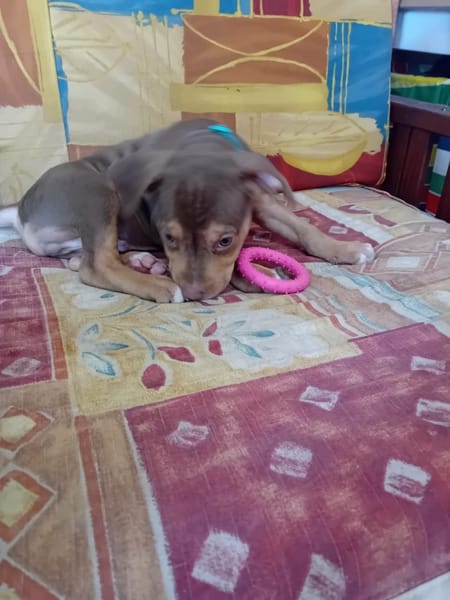 RYKER, CHIOT MÂLE BERGER CRÉOLE