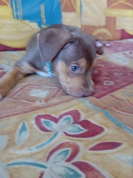 RYKER, CHIOT MÂLE BERGER CRÉOLE