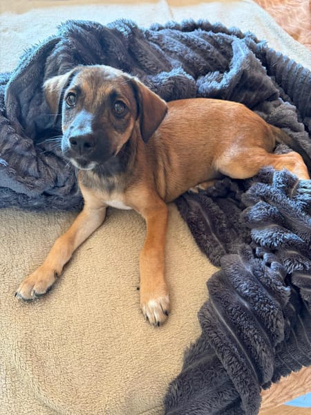SPLEET, CHIOT MÂLE BERGER CRÉOLE