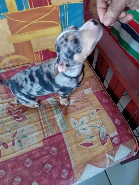 STETSON, CHIOT MÂLE BERGER CRÉOLE