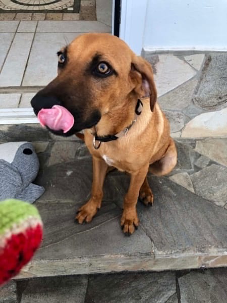 YANKEE, Mâle BERGER CRÉOLE