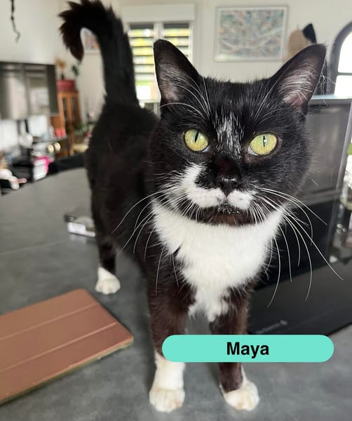 MAYA