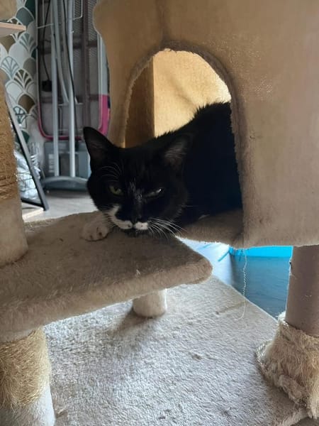 MAYA