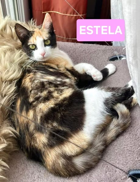 ESTELA ET OPHELIA
