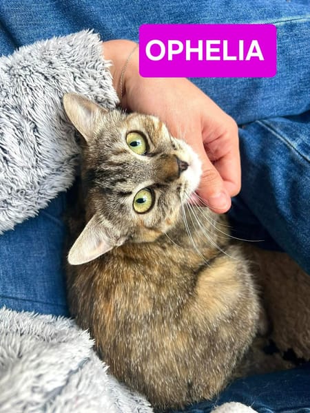 ESTELA ET OPHELIA