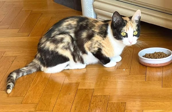 ESTELA ET OPHELIA