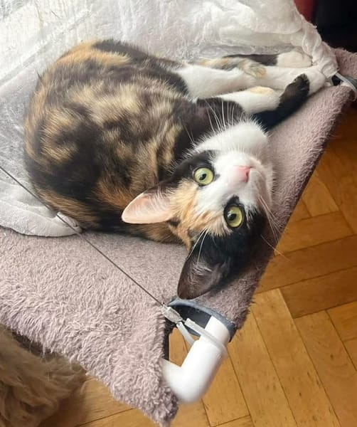 ESTELA ET OPHELIA