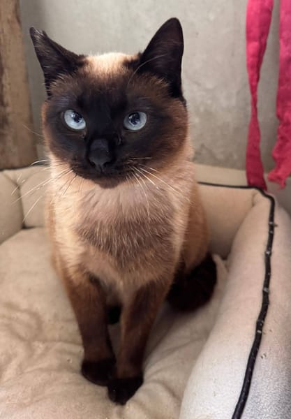 Valentina