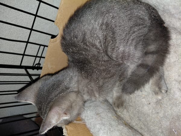 YUKI CHATONNE