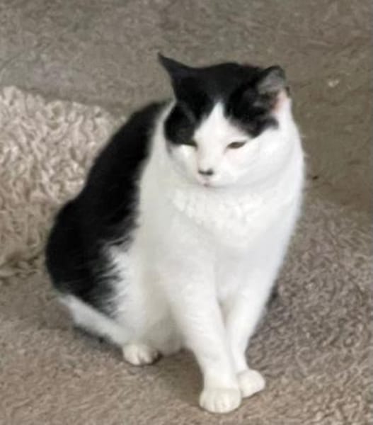 Unser Wunder Agata sucht liebes Home