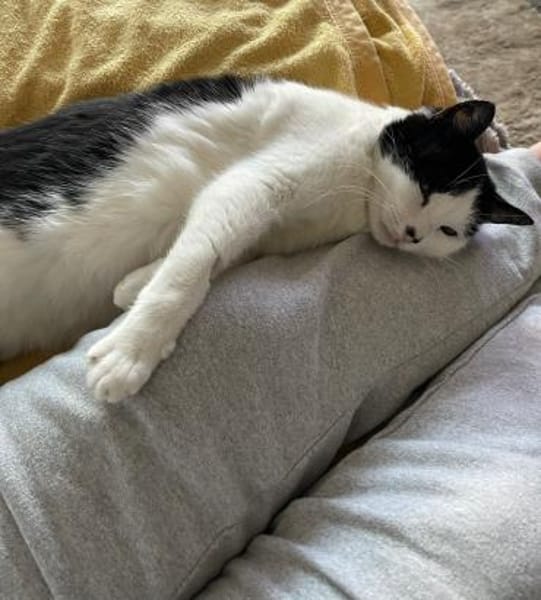 Unser Wunder Agata sucht liebes Home