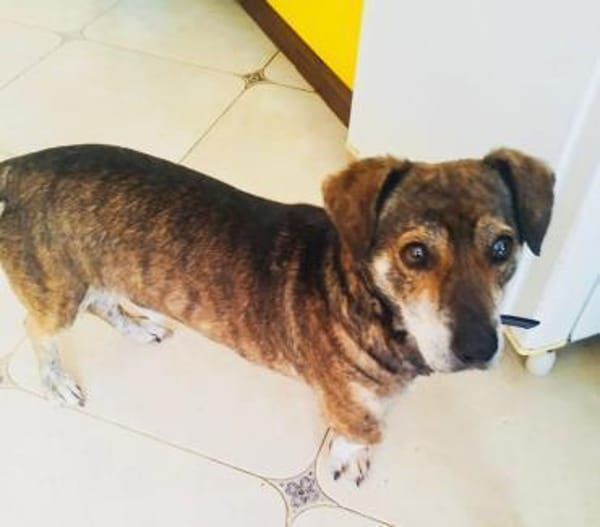Toller dackelmix Fritz