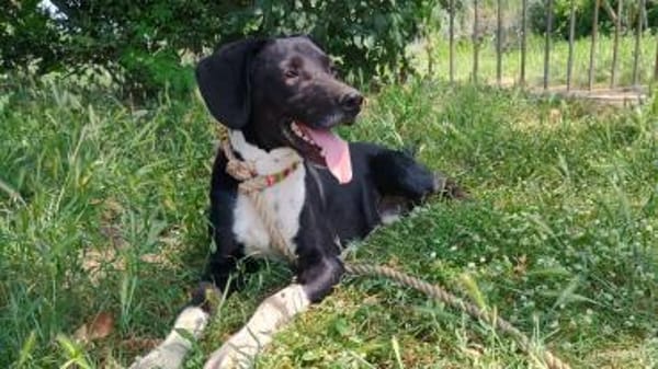JACKY - sucht seinen Neuanfang