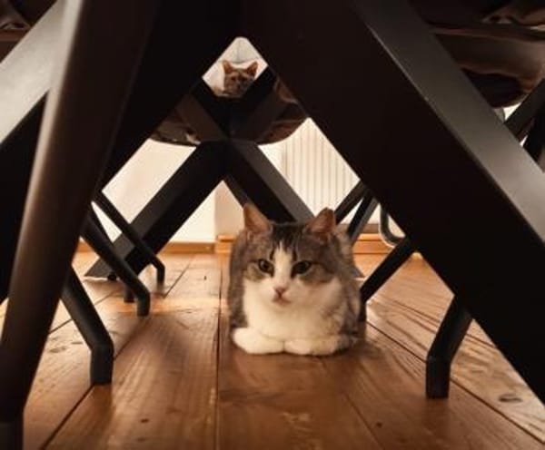 Bura und Pigi suchen gemeinsam