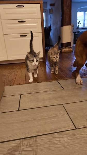 Bura und Pigi suchen gemeinsam