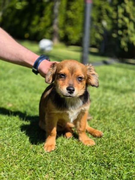 Milo - kleiner Sonnenschein 🍀