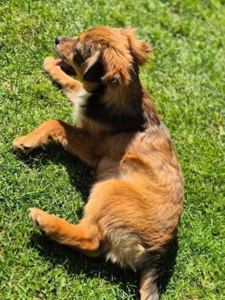 Milo - kleiner Sonnenschein 🍀