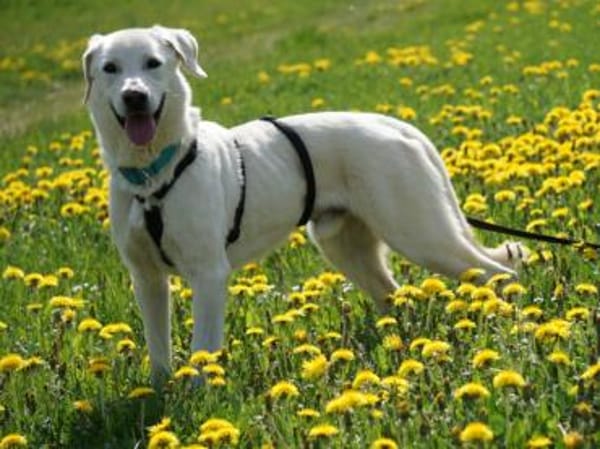 Brando möchte Ihr Familienhund werden