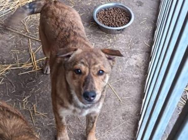 Bori sucht dringend ein Zuhause