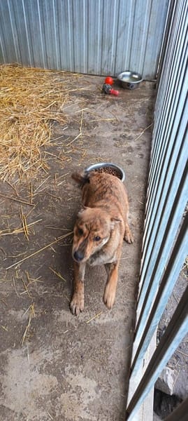 Bori sucht dringend ein Zuhause
