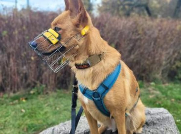Raya - hat Potential zur Hundesportlerin