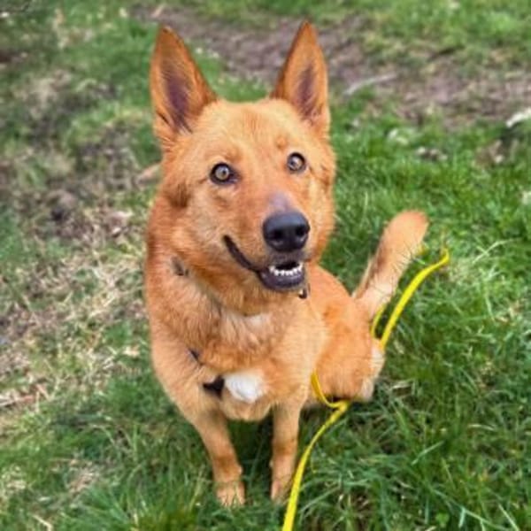 Raya - hat Potential zur Hundesportlerin