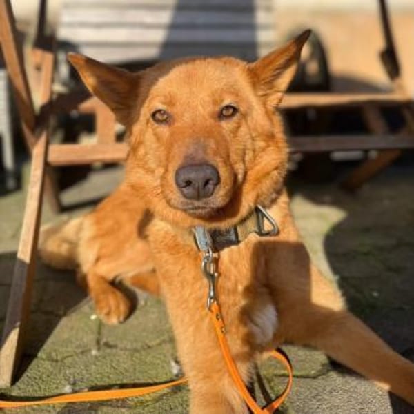 Raya - hat Potential zur Hundesportlerin