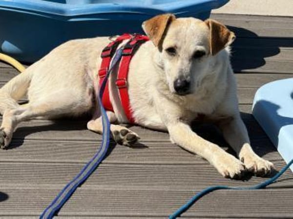 Billie, auf PS, sucht ein Zuhause