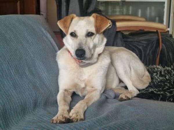 Billie, auf PS, sucht ein Zuhause