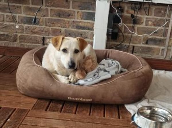 Billie, auf PS, sucht ein Zuhause