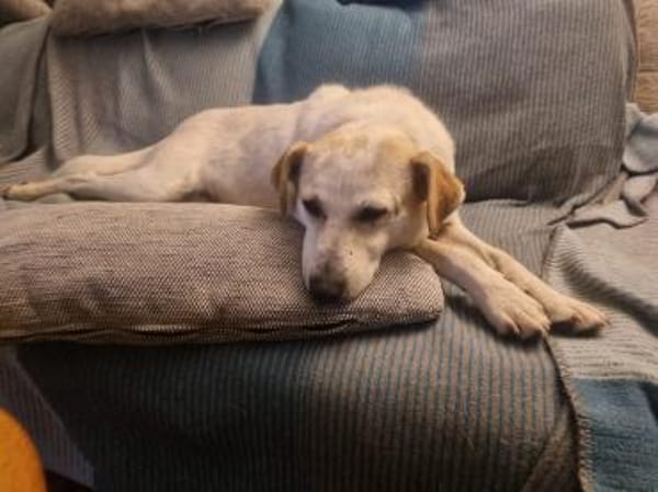 Billie, auf PS, sucht ein Zuhause