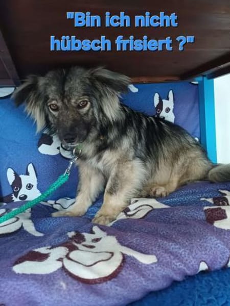 TAMI sucht liebevolles Zuhause