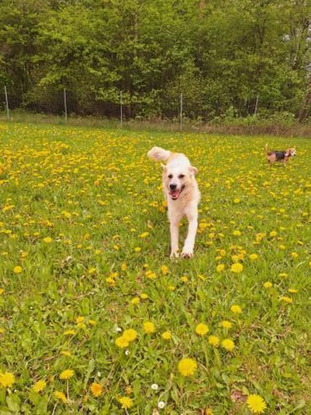 Berta - Zuhause gesucht