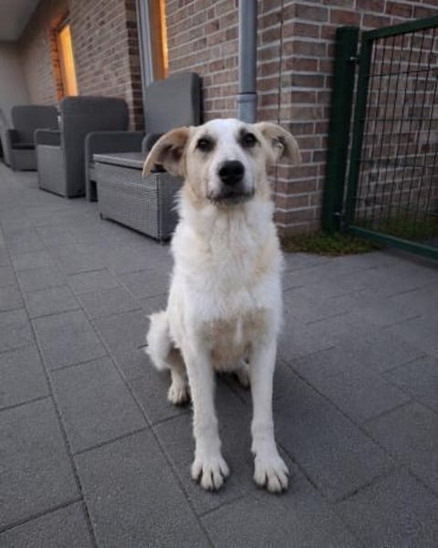 Berta - Zuhause gesucht