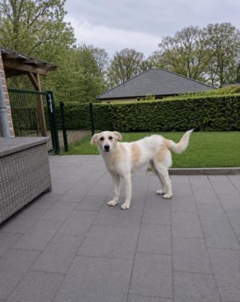 Berta - Zuhause gesucht