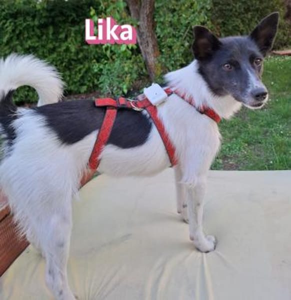 Vermittlungshilfe Lika; Unternesselbach