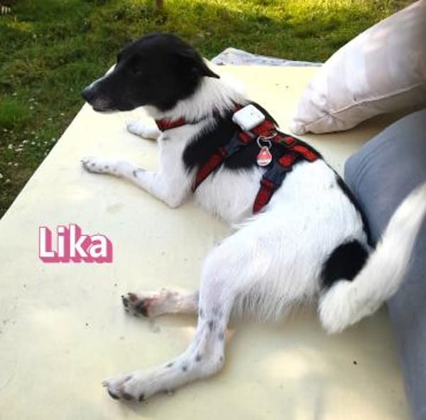 Vermittlungshilfe Lika; Unternesselbach