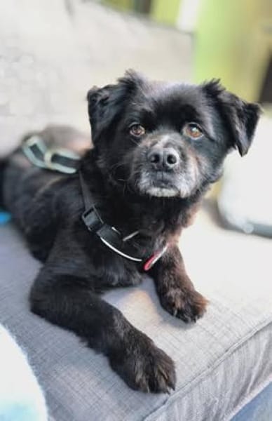 Casimiro sucht sein Zuhause
