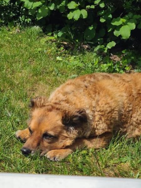 🐾 Bella 🐾 sucht dringend ihr Zuhause