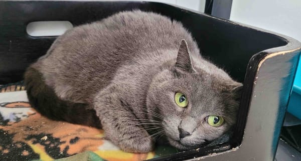 MAYA