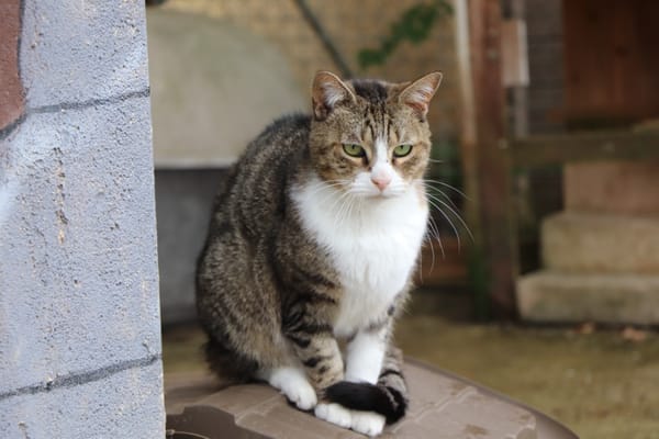 Frimousse