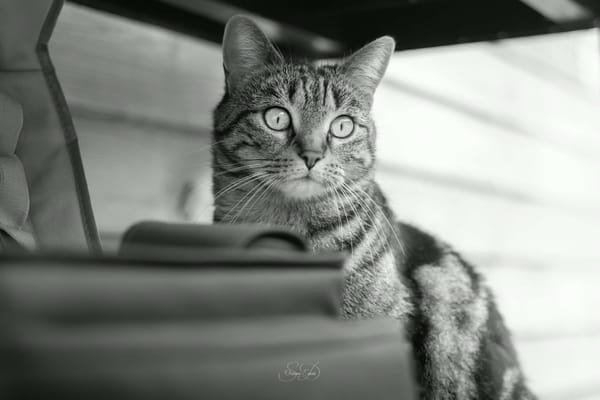 Moka