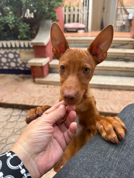 ALDO (Martina)