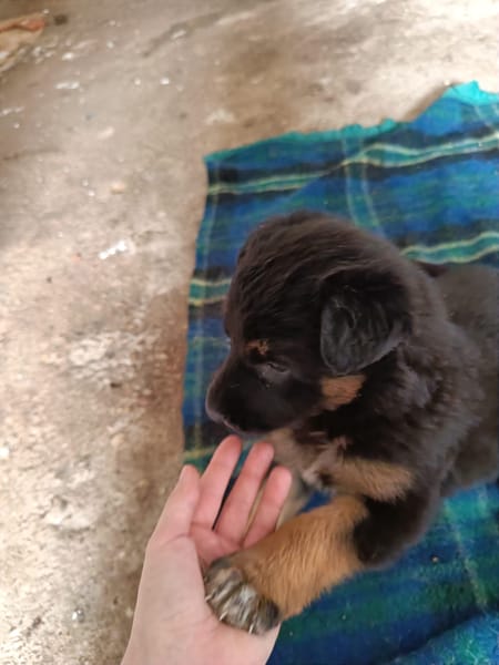 ÉGLANTINE (Animalea)