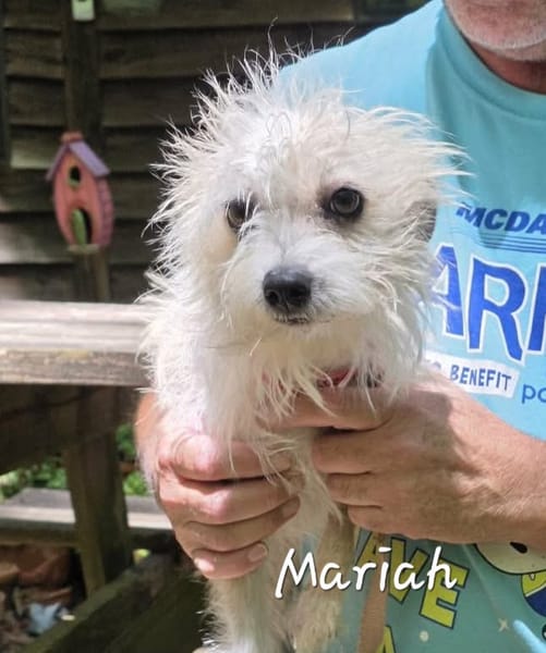 Mariah