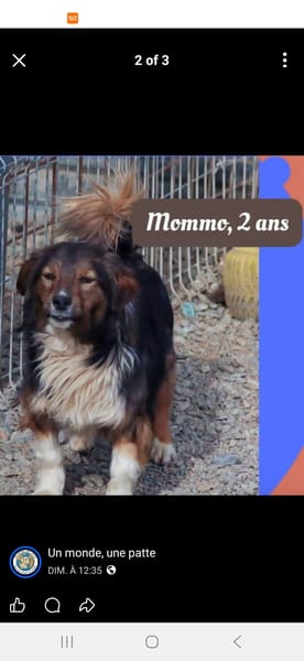 Mommo